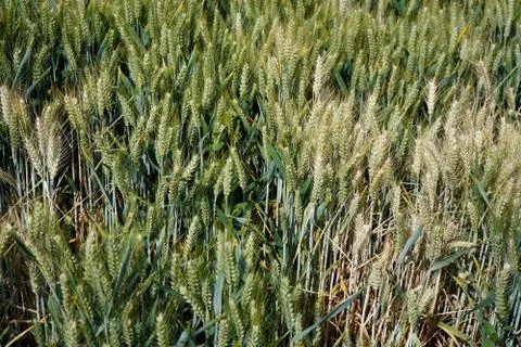 Close up of wheat in a field Photos