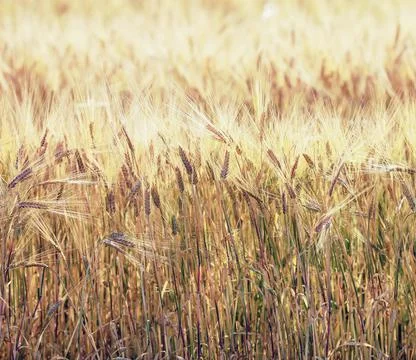Close-up of wheat field Stock Photos
