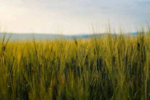 Close Up of Wheat Field Photos