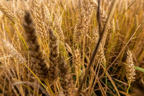 Close up of wheat in a field. Stock Photos