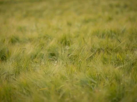 Close up of a wheat field Stock Photos