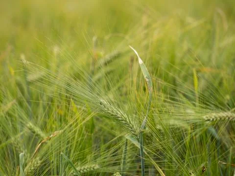 Close up of a wheat field Foto stock