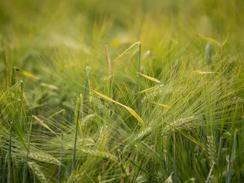 Close up of a wheat field Stock Photos