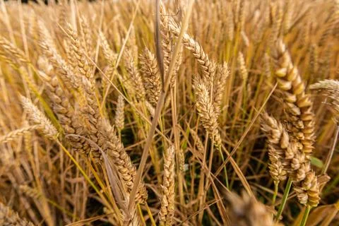 Close up of wheat in a field Stock Photos
