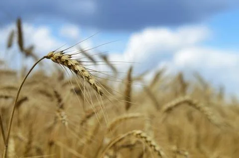 Close up of the wheat in the field Foto stock