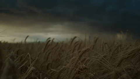 Close Up Wheat Field Push In Rain Storm Stock Footage 115749622