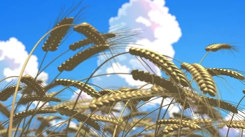 Close-Up of Wheat Field in Summer – Anime Style Nature Background Stock Footage 341270541