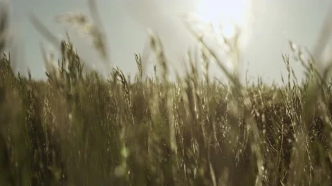 Close up of a wheat field in summer Stock Footage 132706911