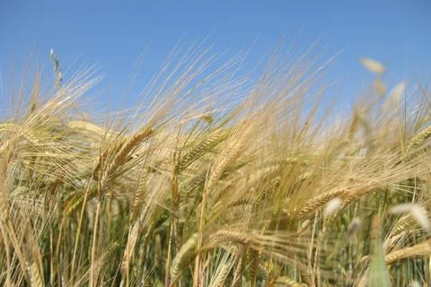 Close-up of a wheat field on a sunny day Stock Photos