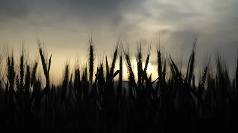 Close up wheat field at sunset-Slide Shoot Stock Footage 50024915