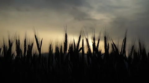 Close up wheat field at sunset: Sliding Camera 스톡 동영상 50025214