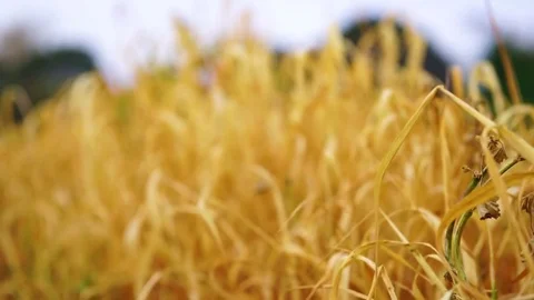 Close up wheat field at sunset in summer Stock Footage 73972864