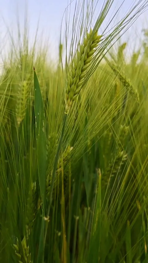 Close-up of a wheat field at sunset in summer. Video stock 336691776