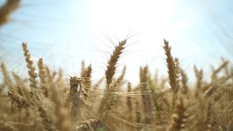 Close up wheat field in wind Stock Footage 77392411