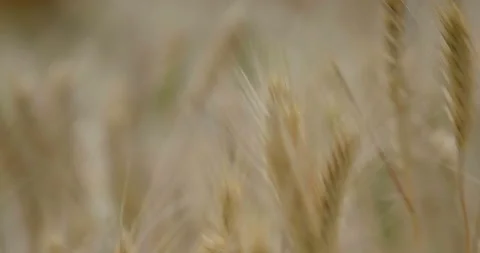 Close up of wheat field,4K Vidéo 156532617
