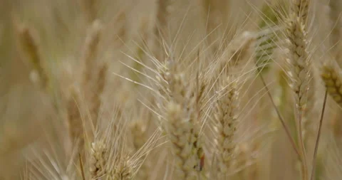 Close up of wheat field,4K Video stock 156532645