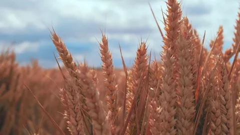 Close up of wheat fields in 4k Stock Footage 246016265