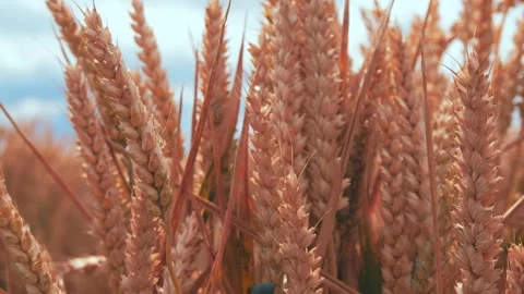 Close up of wheat fields in 4k Stock Footage 246016339