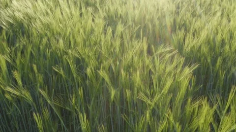 Close-up wheat fields that move in the wind at sunset Stock Footage 241012957