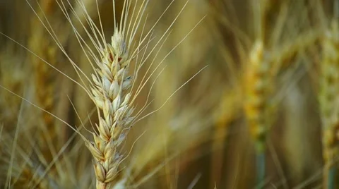 Close Up Wheat Stock Footage 51776035