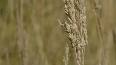 Close up of wheat Stock Footage 124975296