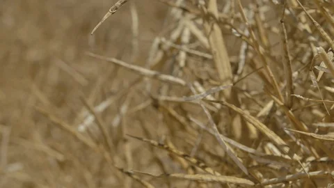 Close up of wheat Stock Footage 125058484