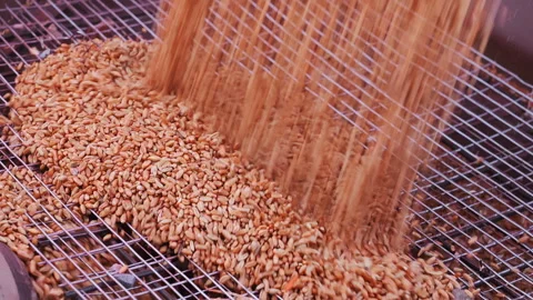 Close Up of Wheat Grain Loading into Agricultural Seeder Vídeo Stock 345022189