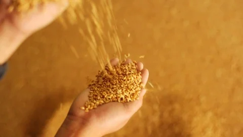 Close-up of wheat grains flowing down from one hand to another Stock Footage 103086182