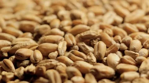 Close up wheat grains Stock Footage 12689980
