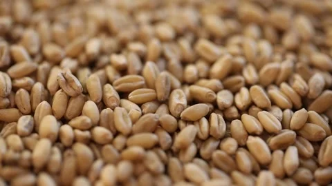  close up of wheat grains Vídeo Stock 310355541