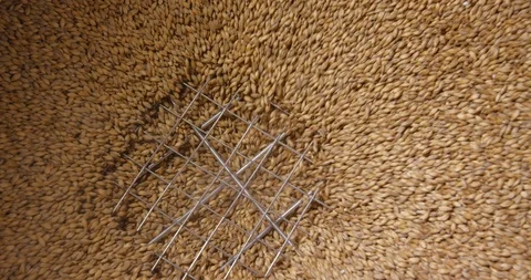 Close up of wheat grains loading in wheat crusher machine for making beer Stock Footage 114308698