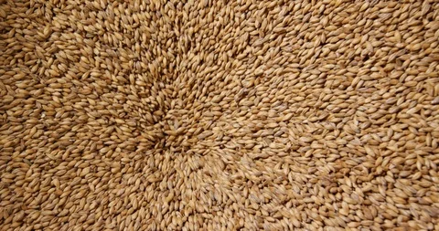 Close up of wheat grains loading in wheat crusher machine for making beer Stock Footage 114309441