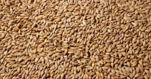 Close up of wheat grains loading in wheat crusher machine for making beer Stock Footage 114310333