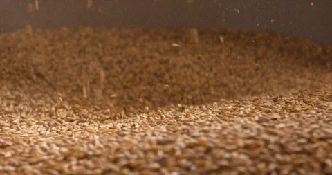 Close up of wheat grains loading in wheat crusher machine for making beer Stock Footage 114311896