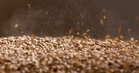 Close up of wheat grains loading in wheat crusher machine for making beer Stock Footage 114312310