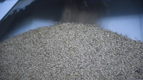 Close-up of wheat grains spilling down into a milling machine at the 動画素材 102514548