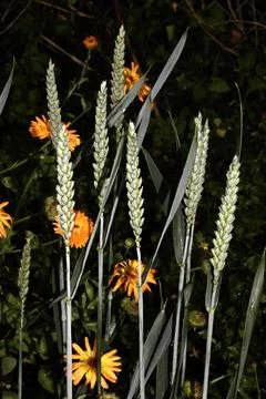 Close up of wheat grass cereal Stock Photos