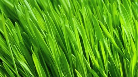 Close up of wheat grass Stock Footage 21300229