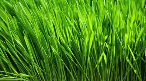 Close up of wheat grass Video stock 21300363