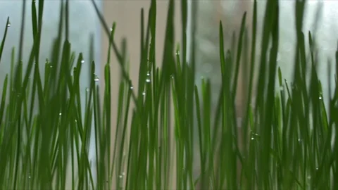 Close up wheat grass Stock Footage 71193310