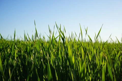 Close-up of wheat grass growing from the roots in the soil under a the blue s Stock Photos