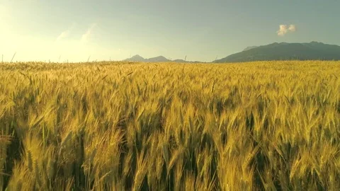 CLOSE UP: Wheat heads swaying in summer wind on farm field under rocky mountain Stock Footage 79738697
