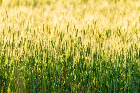 Close up wheat paddock Foto stock