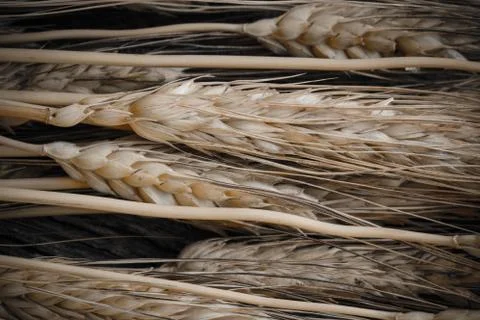 Close up of wheat Foto stock