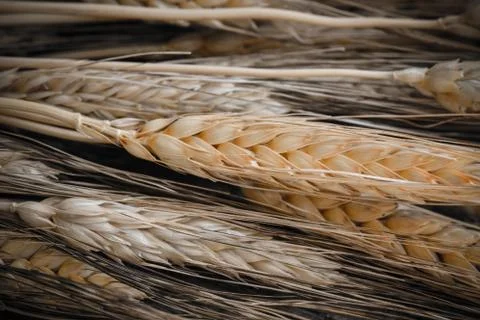 Close up of wheat Stock Photos