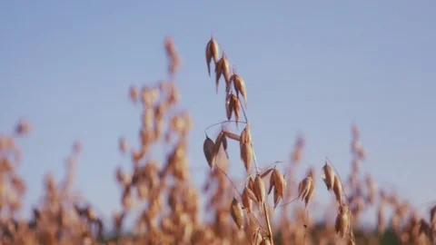 Close up of Wheat Plant in a Field. Stock Footage 82093781
