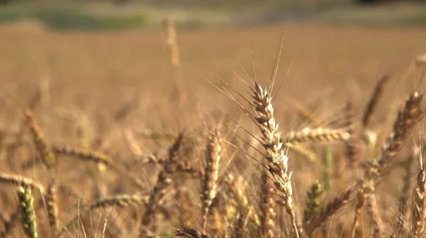 CLOSE UP ON A WHEAT READY FOR HARVEST Video stock 37661998