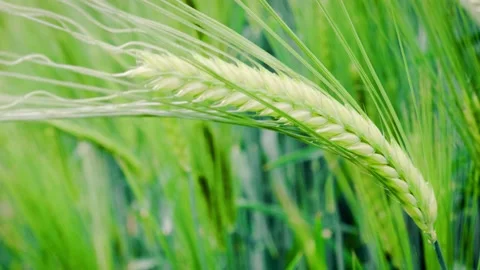 Close up wheat sheave Stock-Footage 177492074