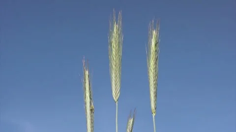 Close-up of wheat on sky background 스톡 동영상 6076899