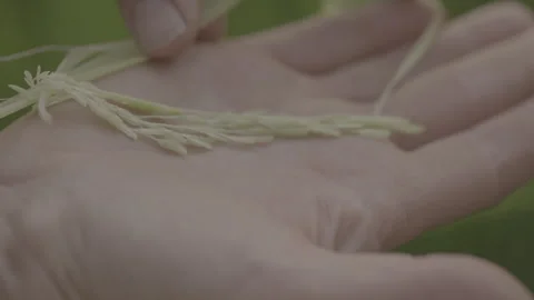 Close up of wheat on someone's hand Stockbeeldmateriaal 251838712